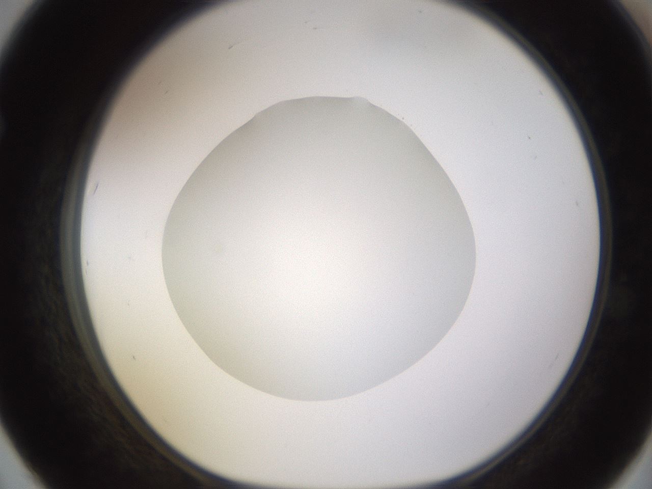 folderID397_plateID1397_batchID5053_wellNum67_profileID1_d1_r85236_ef.jpg