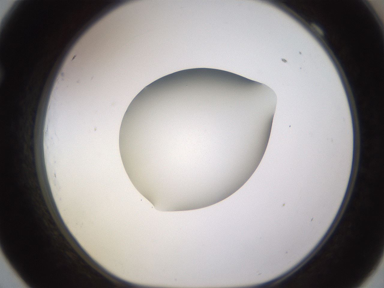 folderID397_plateID1397_batchID5053_wellNum69_profileID1_d1_r85238_ef.jpg