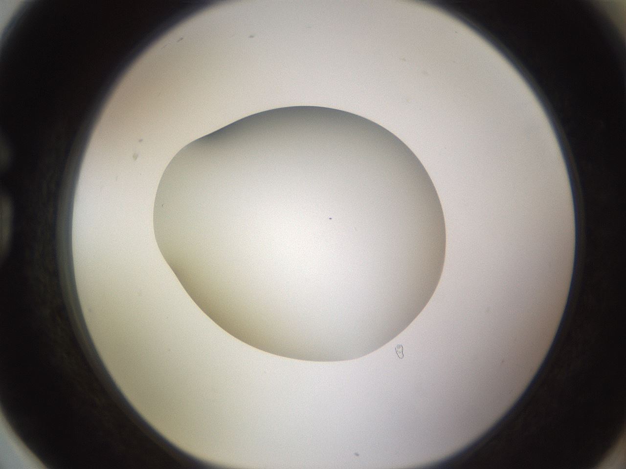 folderID397_plateID1397_batchID5053_wellNum78_profileID1_d1_r85247_ef.jpg