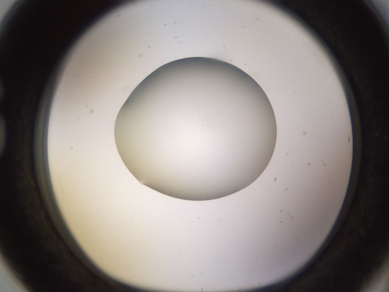 folderID397_plateID1397_batchID5053_wellNum80_profileID1_d1_r85249_ef.jpg