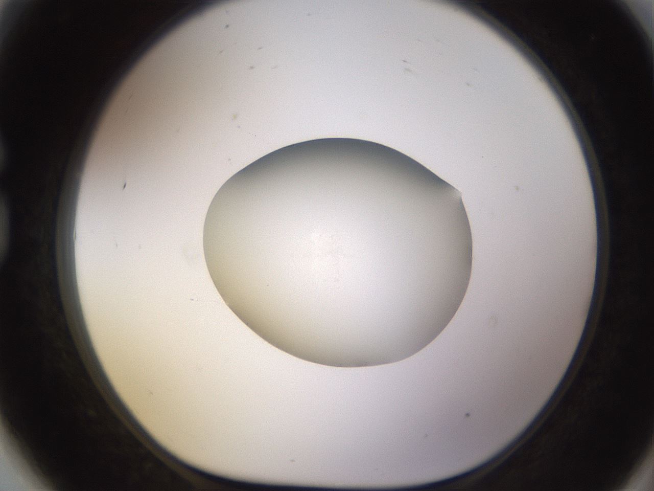 folderID397_plateID1397_batchID5053_wellNum81_profileID1_d1_r85250_ef.jpg