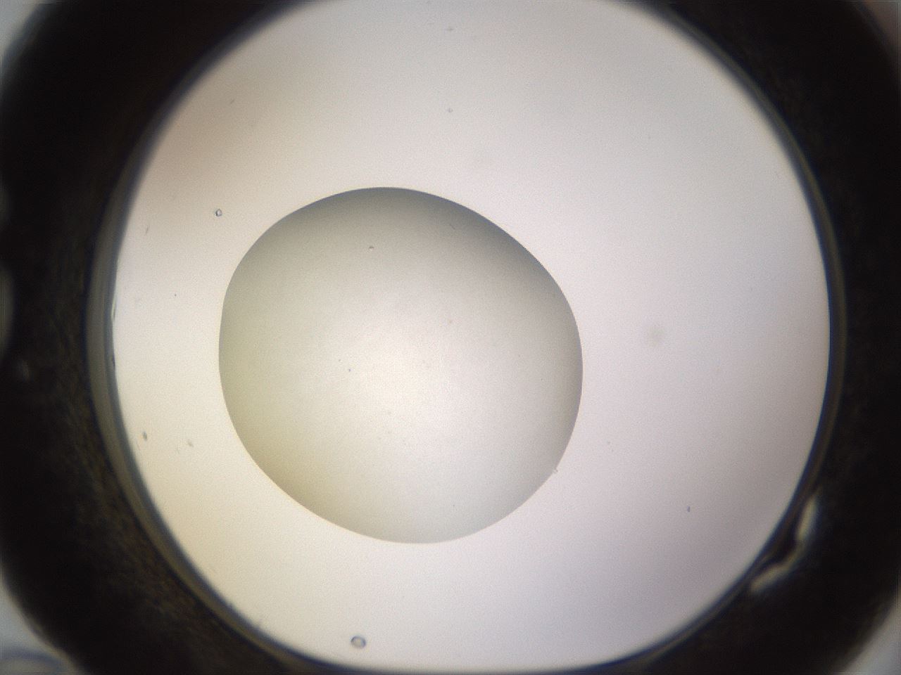 folderID397_plateID1397_batchID5053_wellNum82_profileID1_d1_r85251_ef.jpg