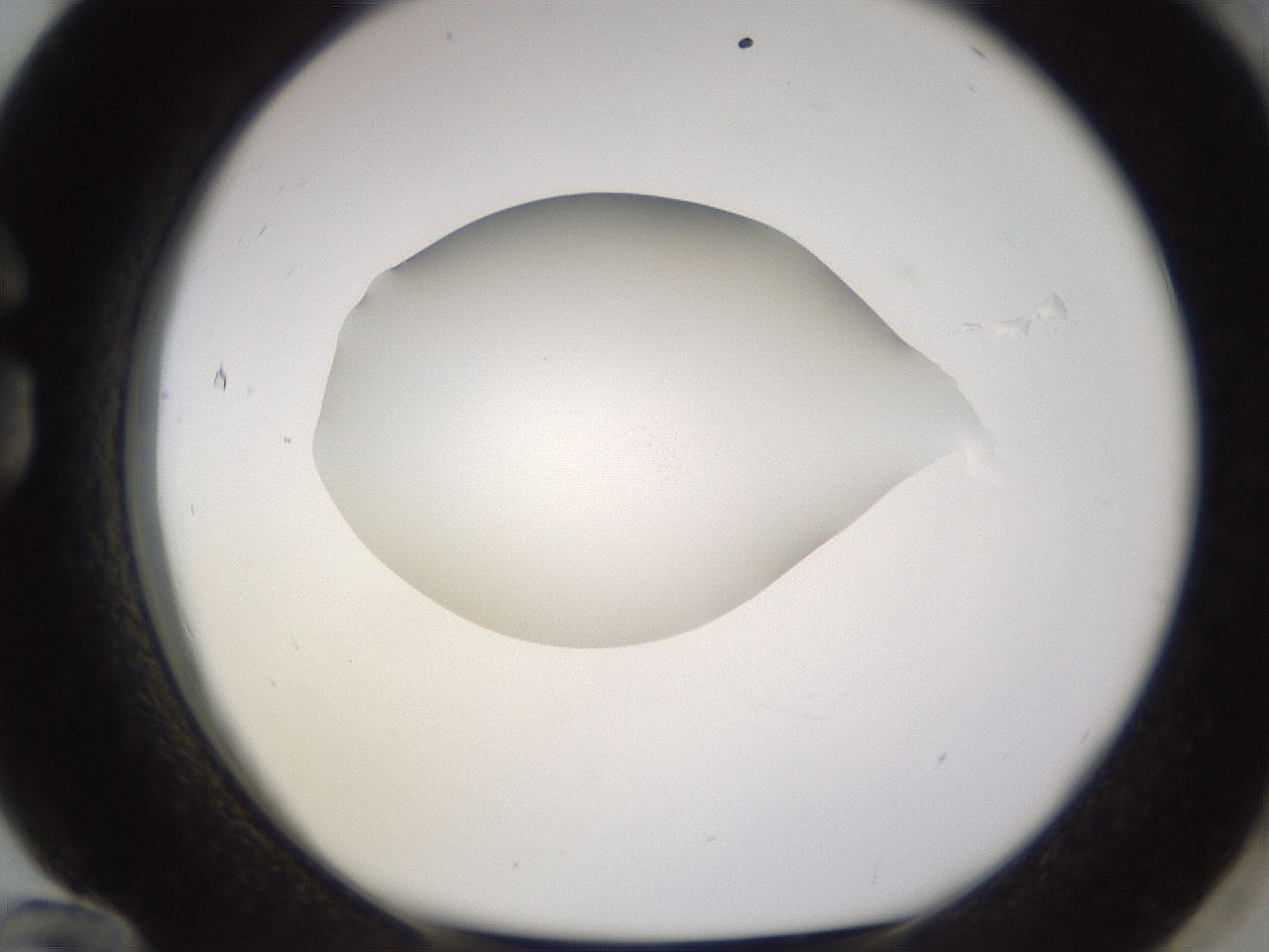 folderID397_plateID1397_batchID5053_wellNum84_profileID1_d1_r85253_ef.jpg