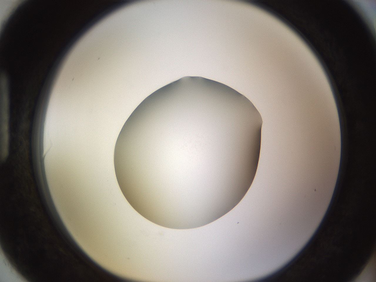 folderID397_plateID1397_batchID5053_wellNum90_profileID1_d1_r85259_ef.jpg