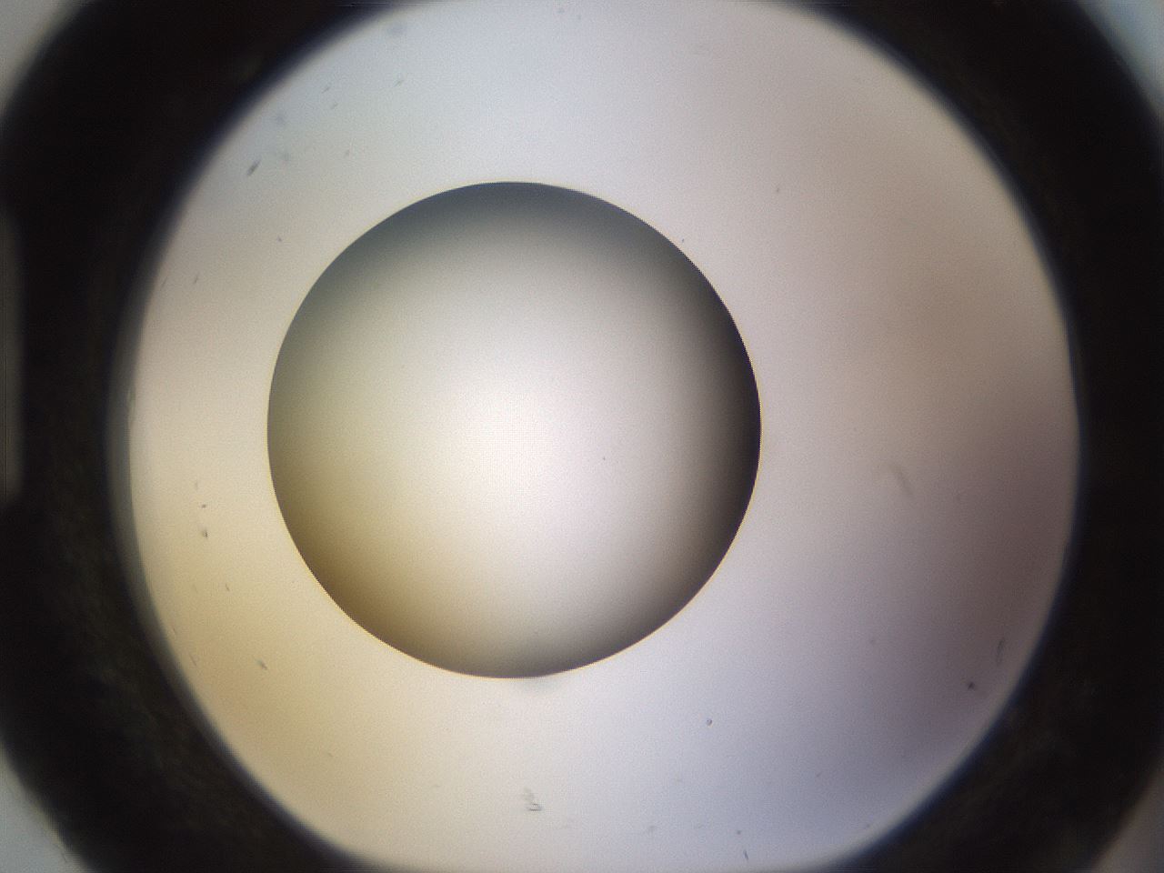 folderID397_plateID1397_batchID5053_wellNum92_profileID1_d1_r85261_ef.jpg