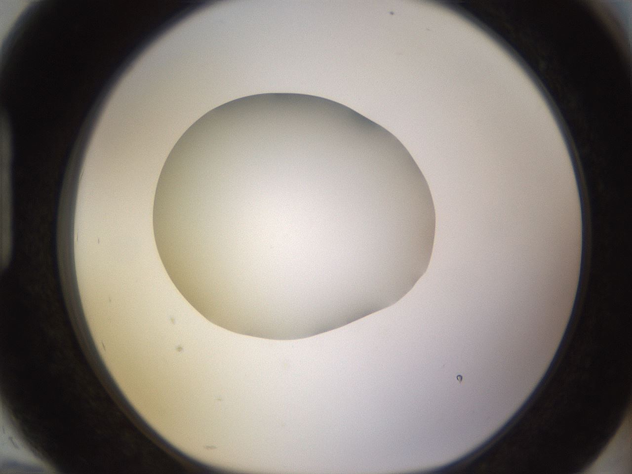 folderID397_plateID1397_batchID5053_wellNum94_profileID1_d1_r85263_ef.jpg