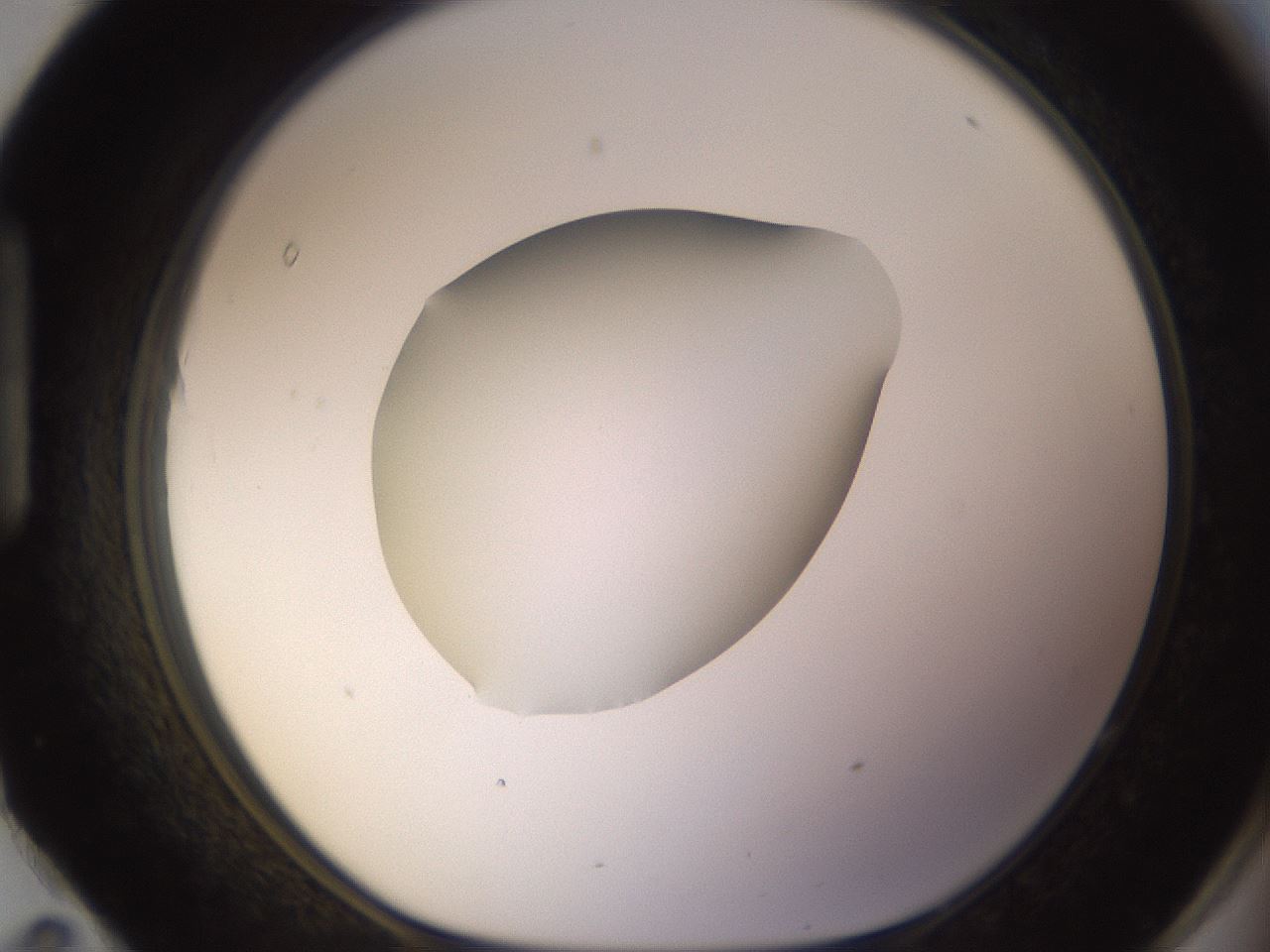 folderID397_plateID1397_batchID5053_wellNum95_profileID1_d1_r85264_ef.jpg