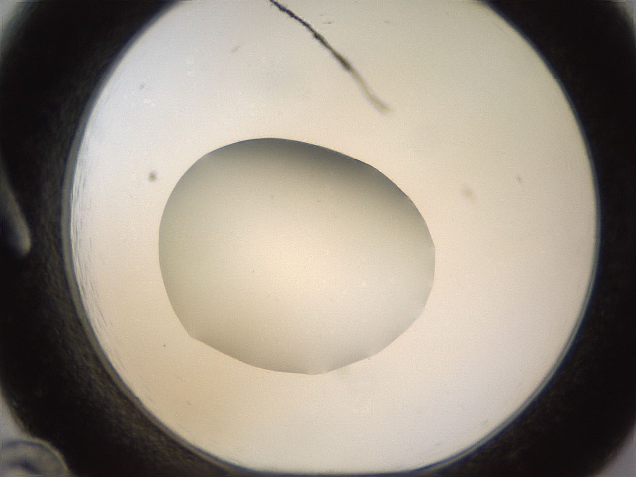 folderID398_plateID1398_batchID5055_wellNum12_profileID1_d1_r85373_ef.jpg