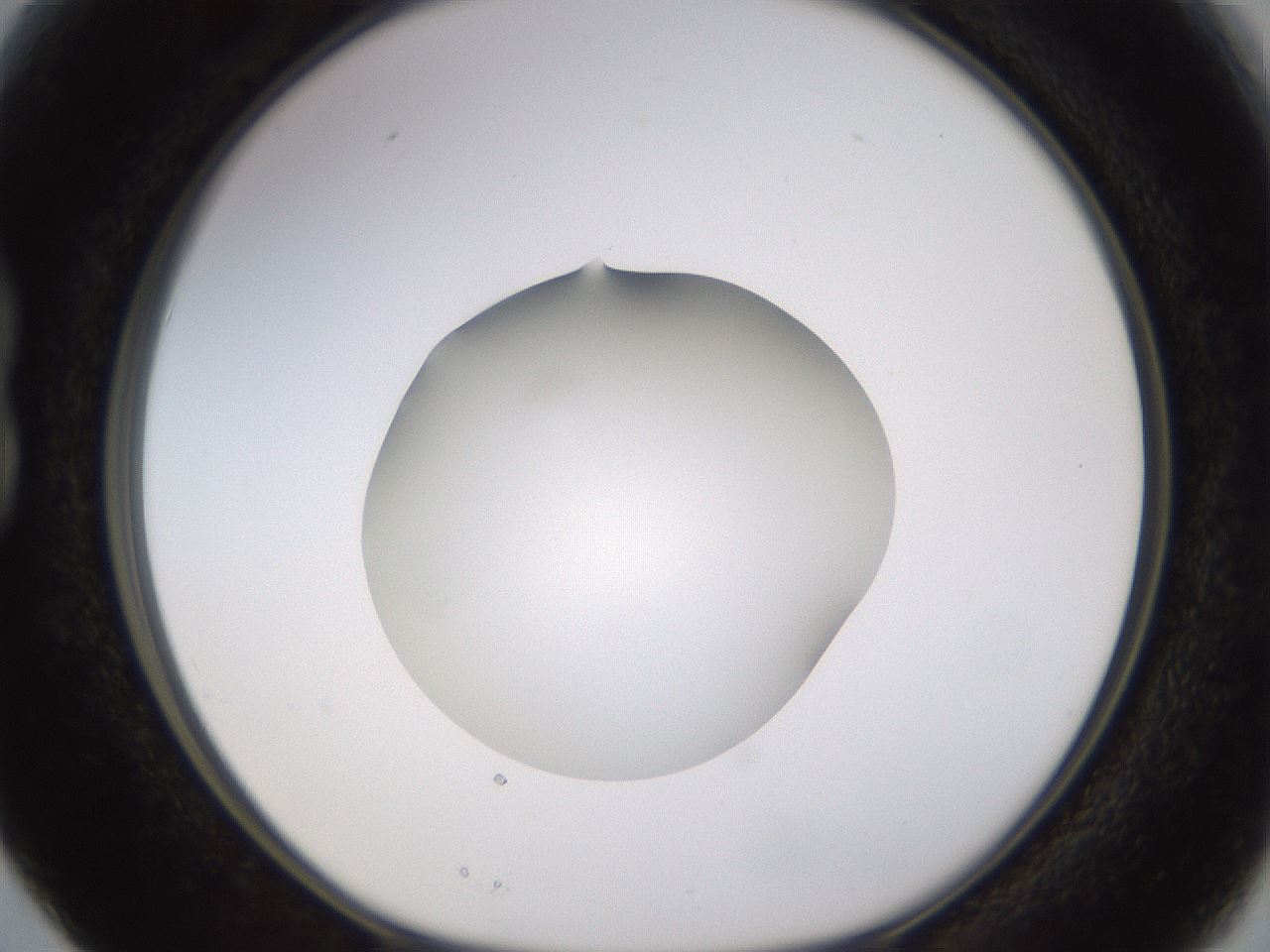 folderID398_plateID1398_batchID5055_wellNum15_profileID1_d1_r85376_ef.jpg