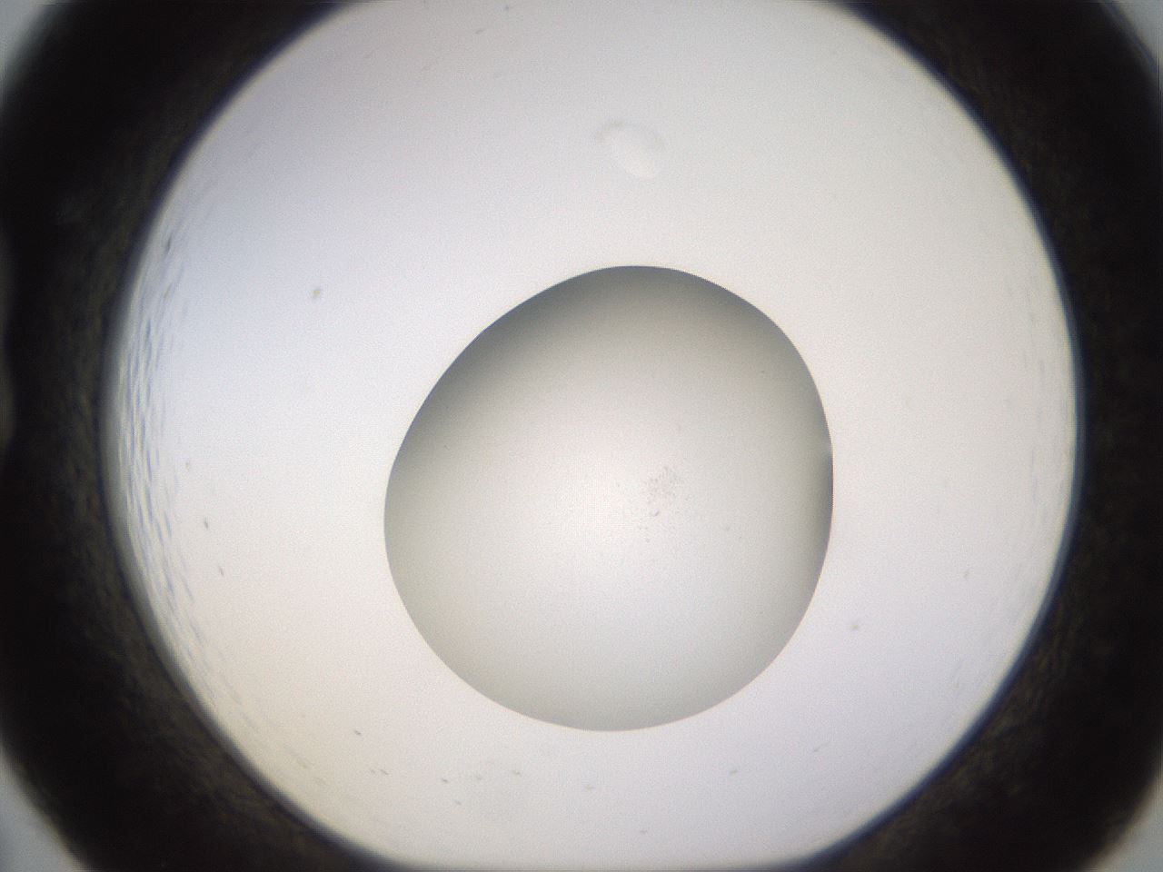 folderID398_plateID1398_batchID5055_wellNum19_profileID1_d1_r85380_ef.jpg