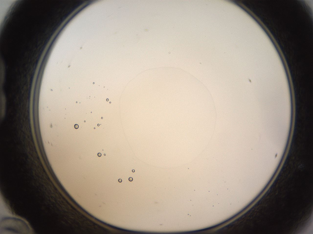 folderID398_plateID1398_batchID5055_wellNum24_profileID1_d1_r85385_ef.jpg