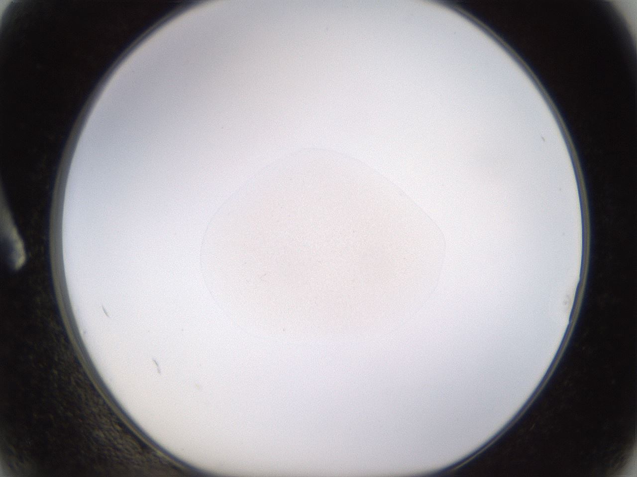 folderID398_plateID1398_batchID5055_wellNum2_profileID1_d1_r85363_ef.jpg