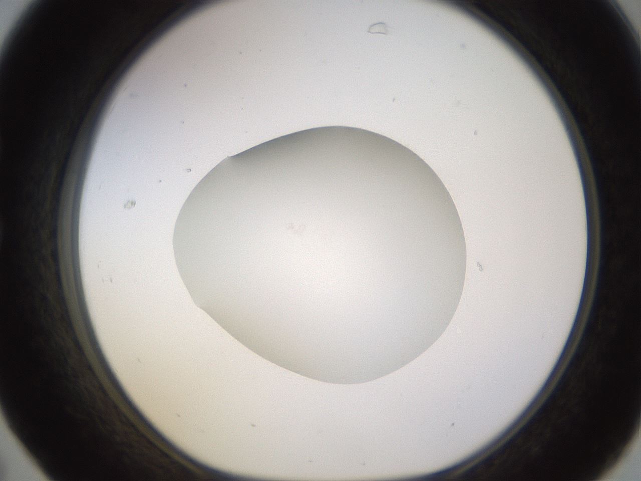 folderID398_plateID1398_batchID5055_wellNum31_profileID1_d1_r85392_ef.jpg