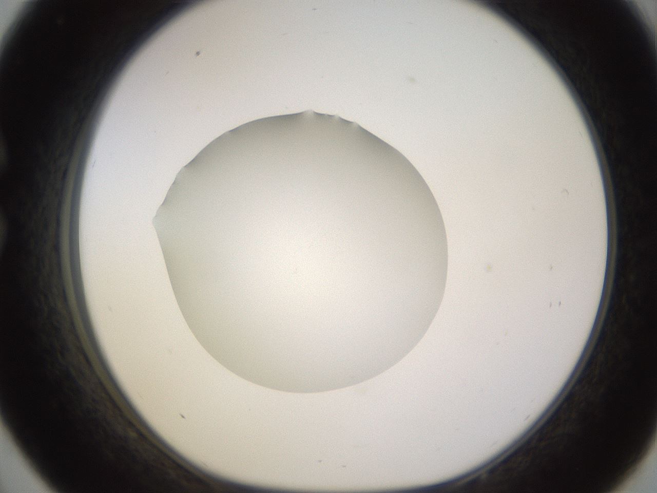 folderID398_plateID1398_batchID5055_wellNum33_profileID1_d1_r85394_ef.jpg