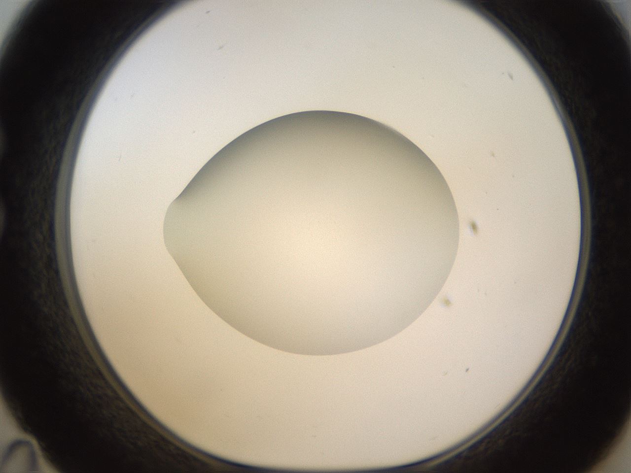 folderID398_plateID1398_batchID5055_wellNum35_profileID1_d1_r85396_ef.jpg