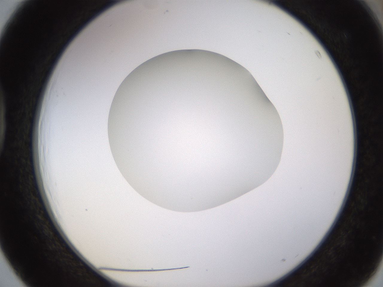 folderID398_plateID1398_batchID5055_wellNum39_profileID1_d1_r85400_ef.jpg