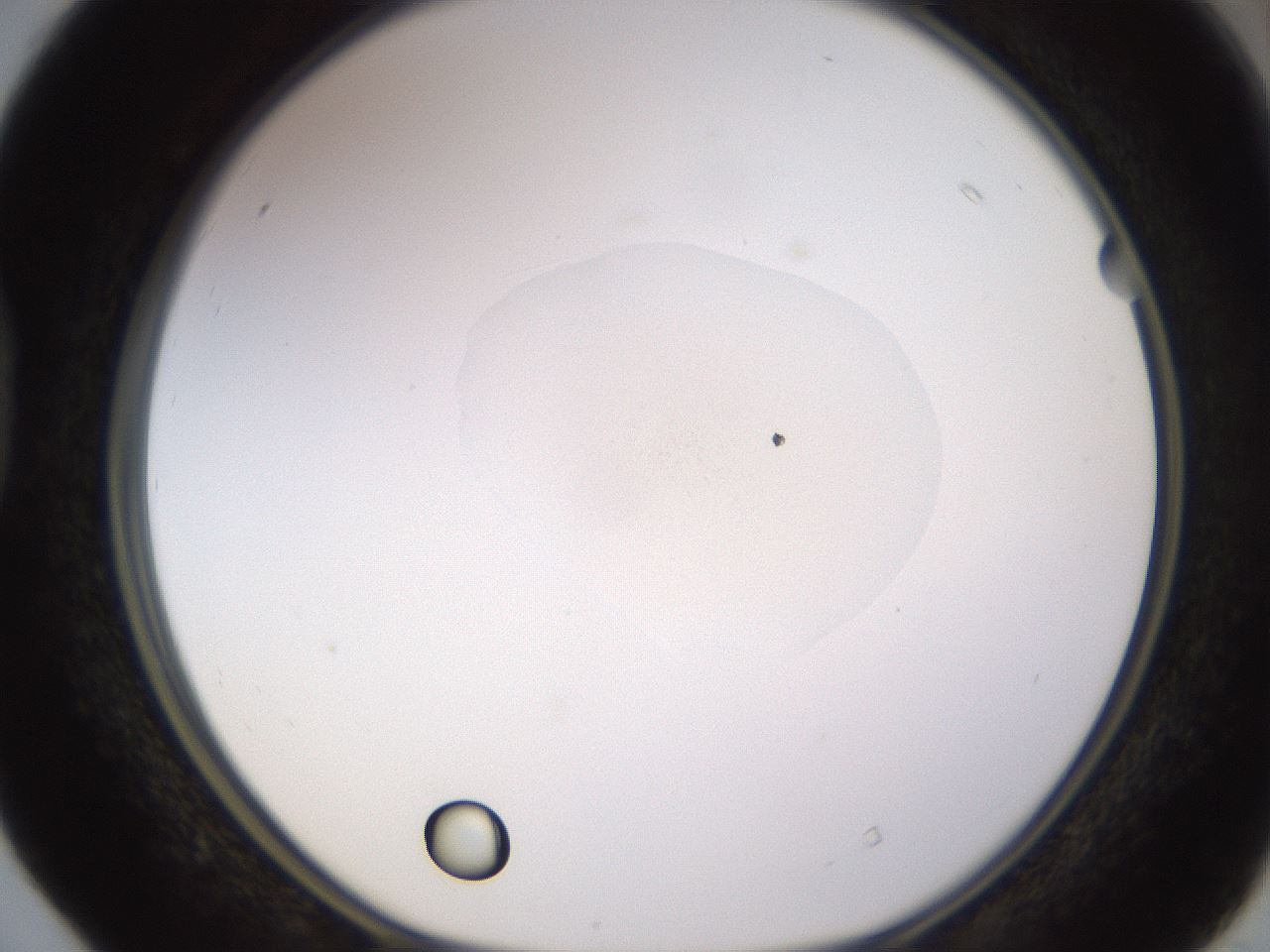 folderID398_plateID1398_batchID5055_wellNum40_profileID1_d1_r85401_ef.jpg