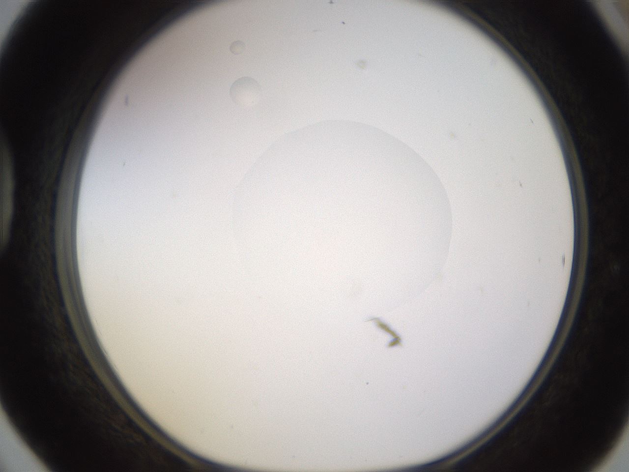 folderID398_plateID1398_batchID5055_wellNum42_profileID1_d1_r85403_ef.jpg