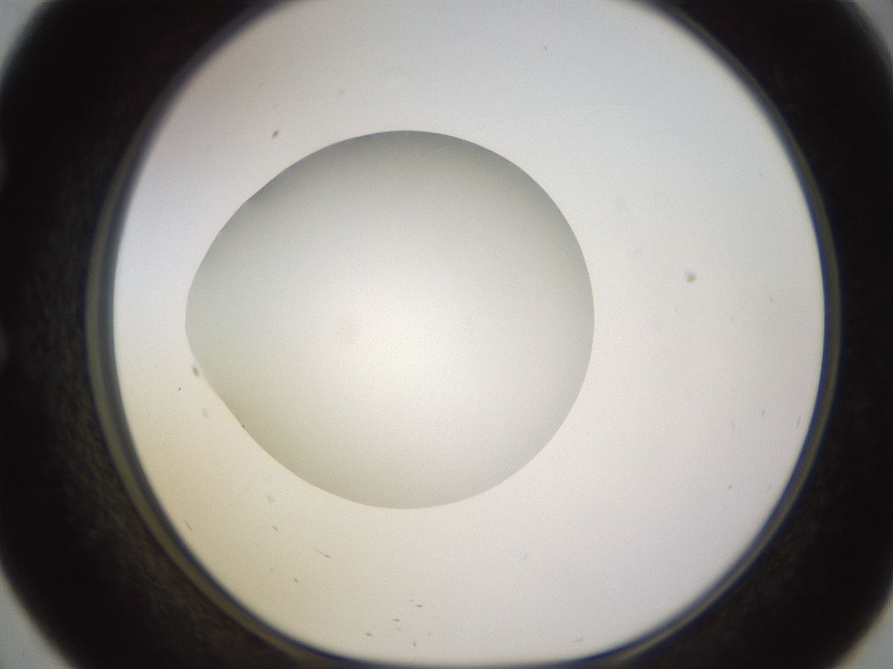 folderID398_plateID1398_batchID5055_wellNum57_profileID1_d1_r85418_ef.jpg