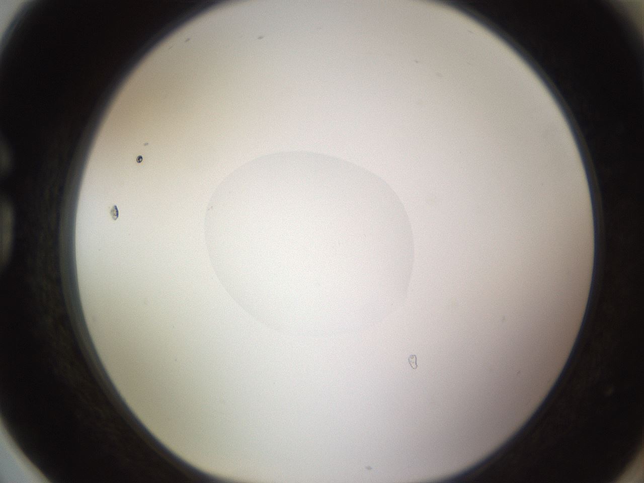 folderID398_plateID1398_batchID5055_wellNum78_profileID1_d1_r85439_ef.jpg