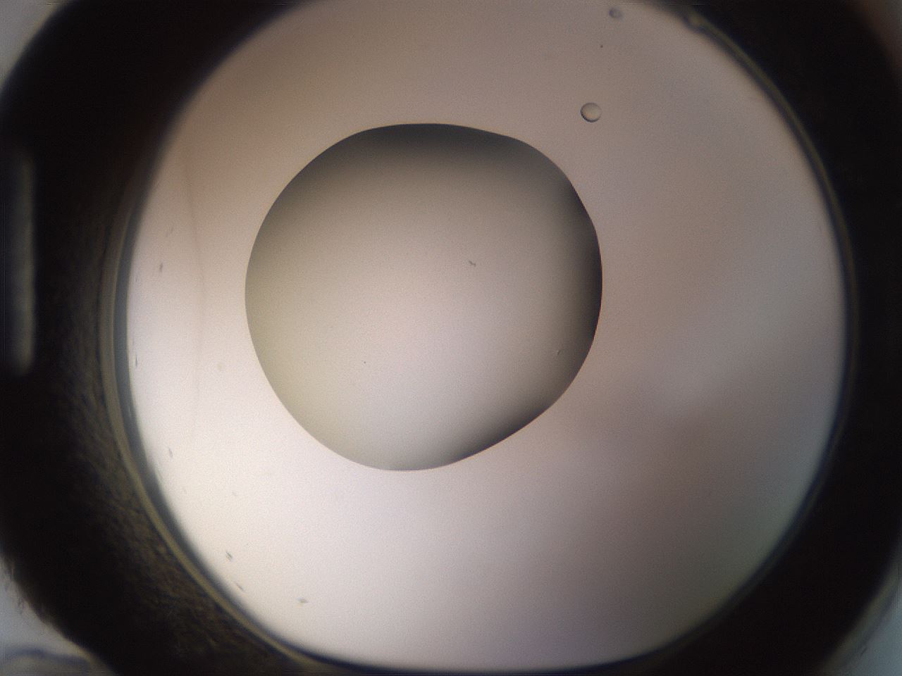 folderID397_plateID1397_batchID5053_wellNum96_profileID1_d1_r85265_ef.jpg