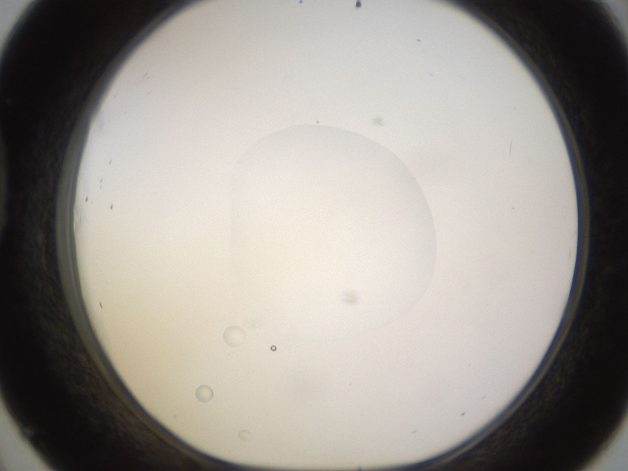 folderID398_plateID1398_batchID5055_wellNum45_profileID1_d1_r85406_ef.jpg