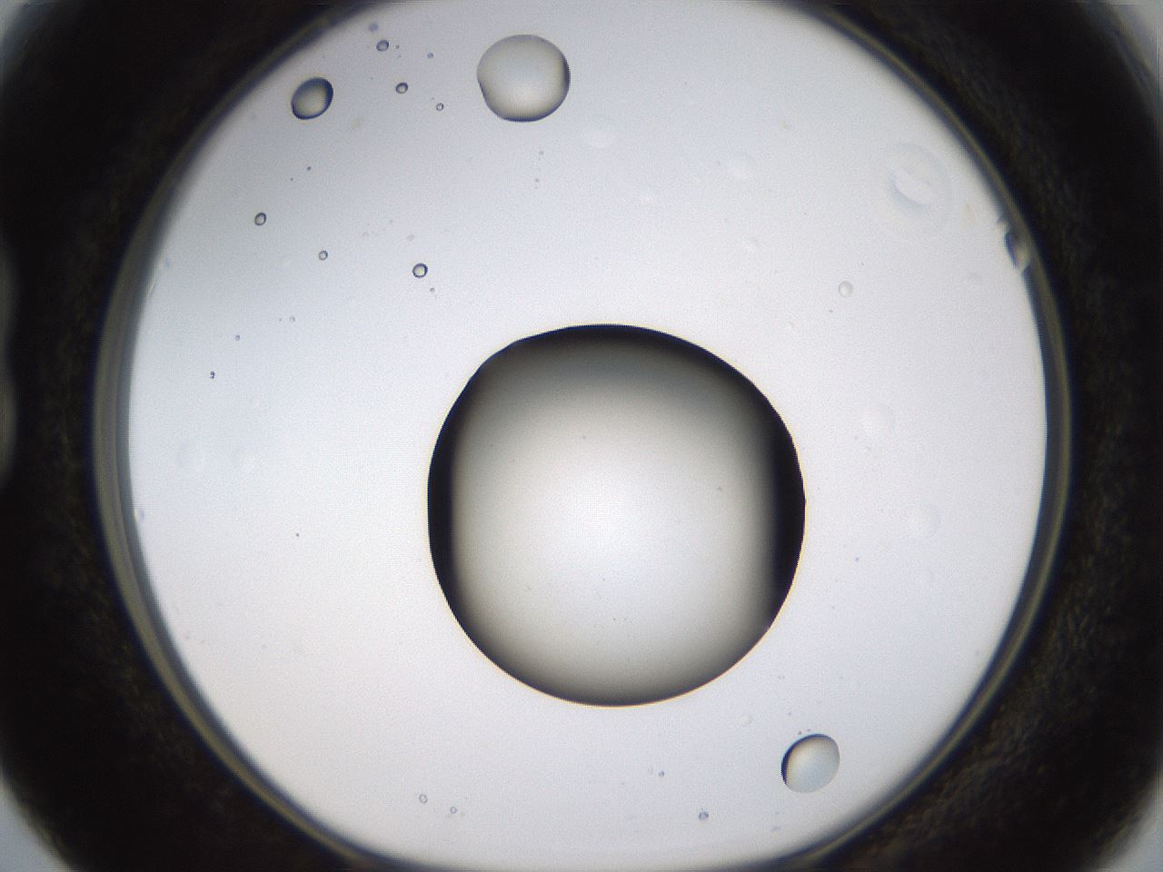 folderID399_plateID1399_batchID5060_wellNum15_profileID1_d1_r85856_ef.jpg