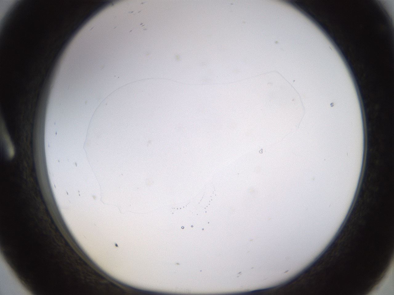 folderID398_plateID1398_batchID5055_wellNum8_profileID1_d1_r85369_ef.jpg