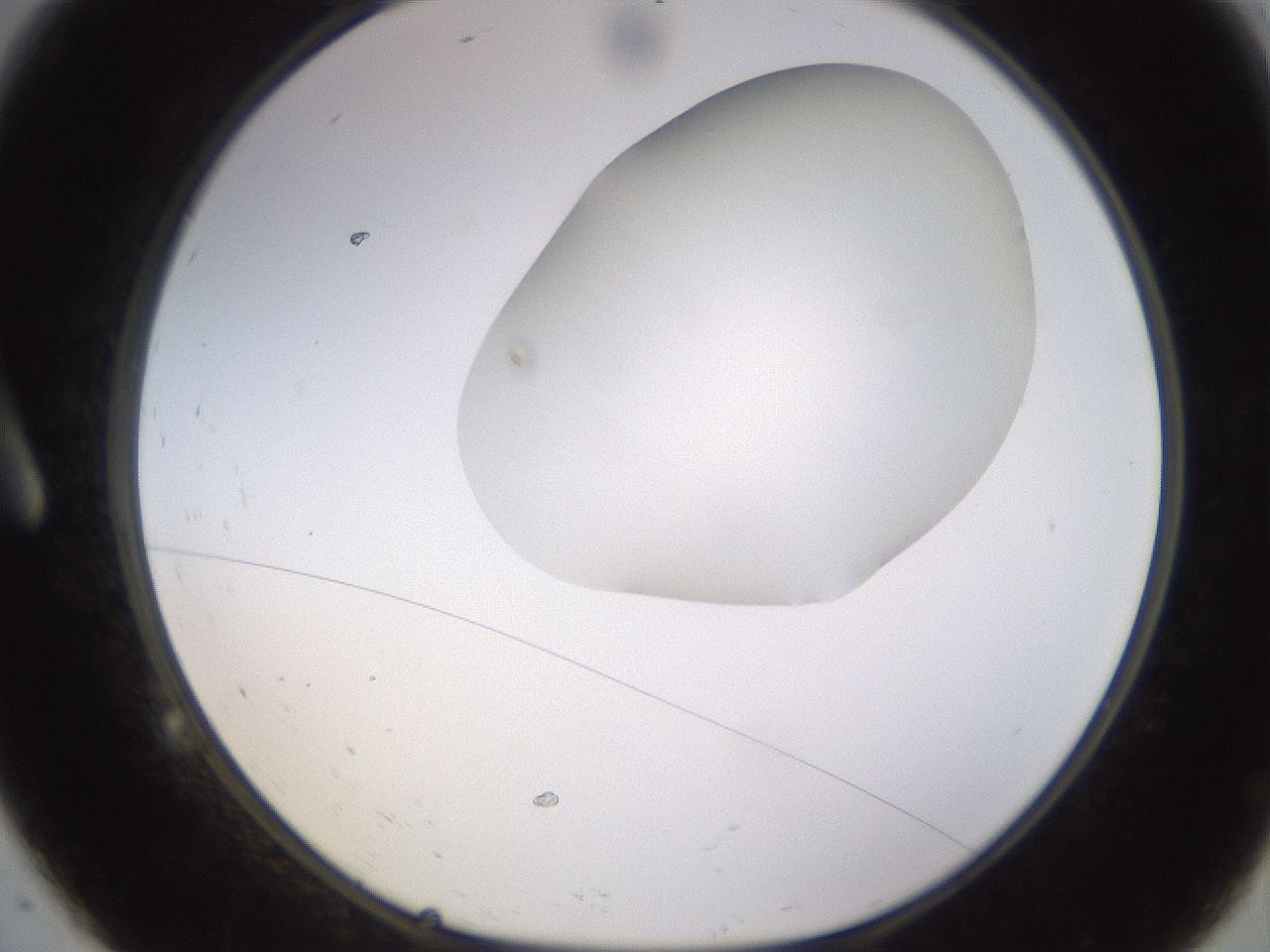 folderID398_plateID1398_batchID5055_wellNum9_profileID1_d1_r85370_ef.jpg