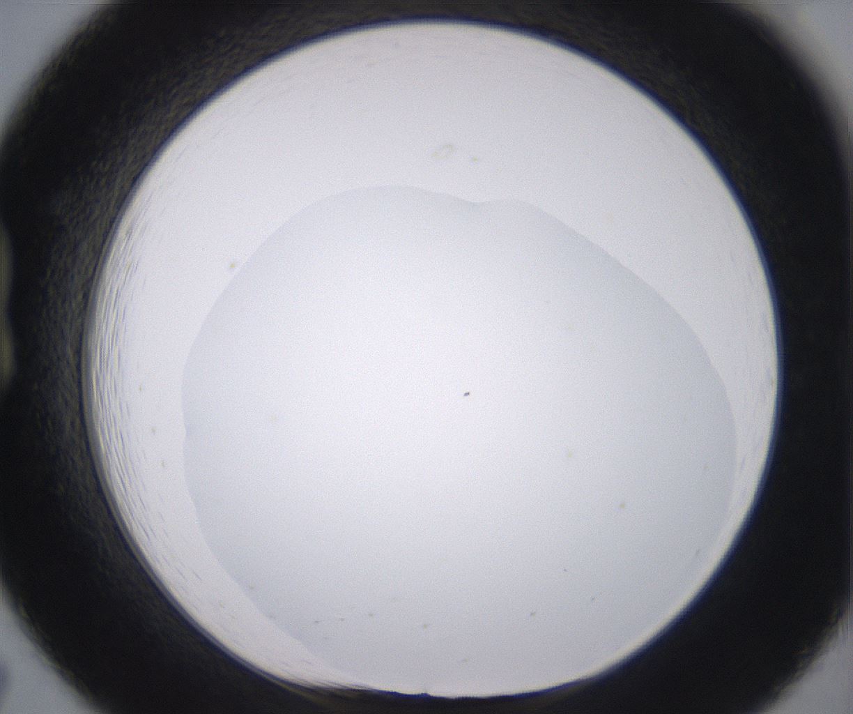 folderID398_plateID2398_batchID11263_wellNum19_profileID1_d1_r177205_ef.jpg