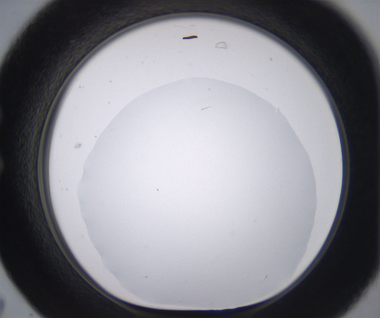 folderID398_plateID2398_batchID11263_wellNum31_profileID1_d1_r177217_ef.jpg