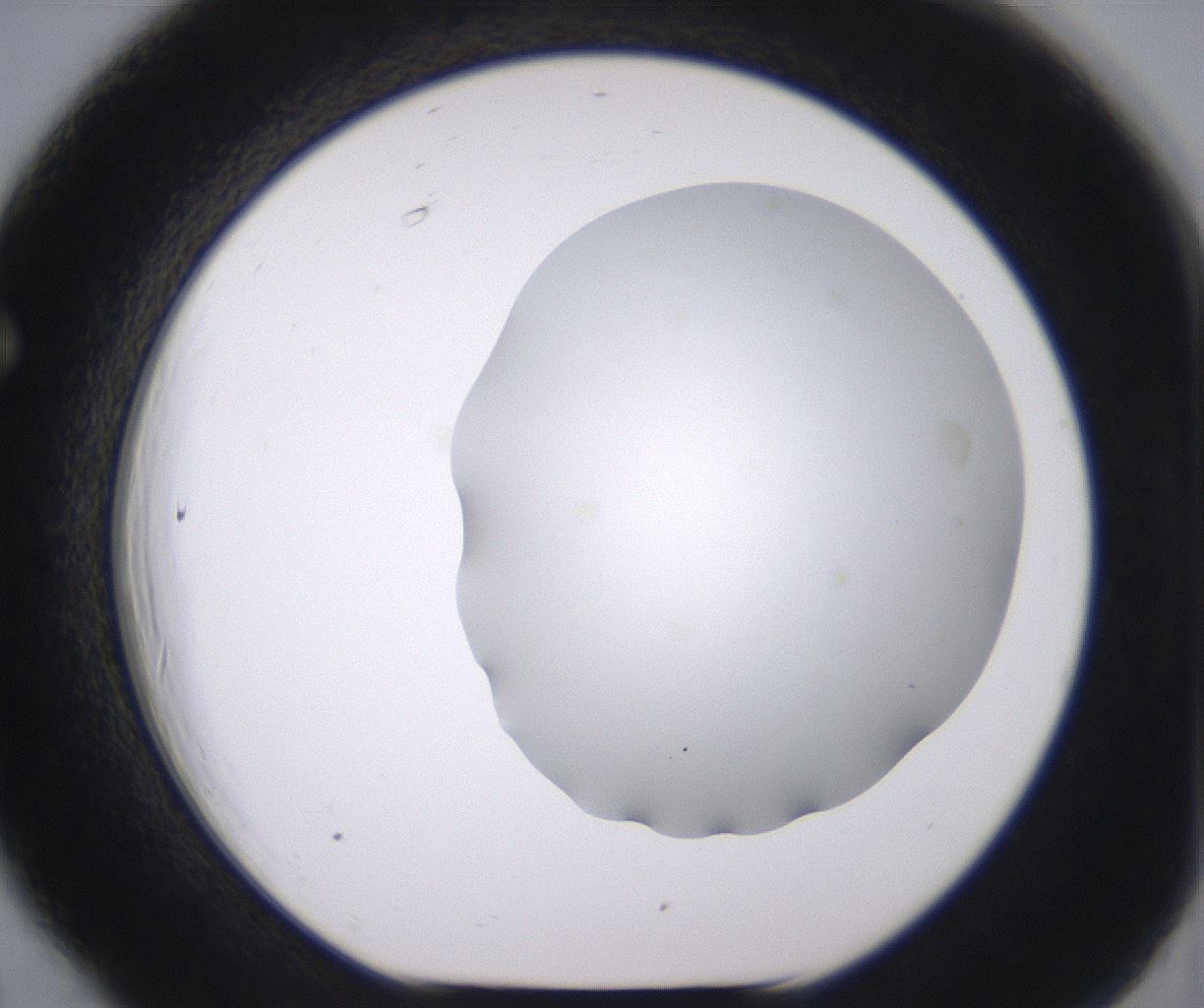 folderID398_plateID2398_batchID11263_wellNum66_profileID1_d1_r177252_ef.jpg