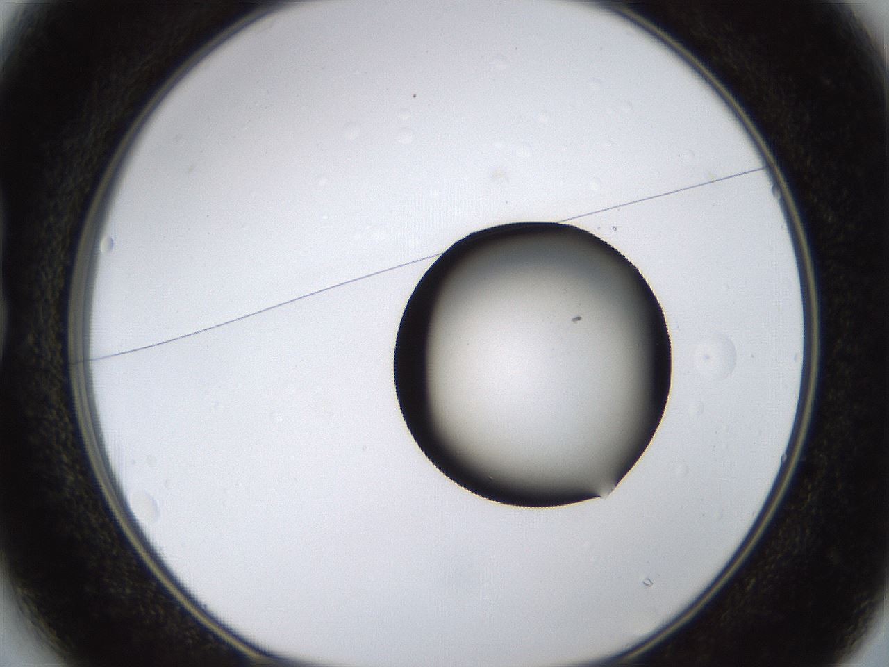folderID399_plateID1399_batchID5060_wellNum13_profileID1_d1_r85854_ef.jpg