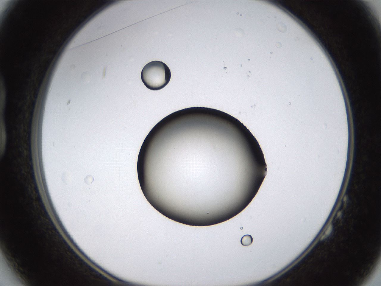 folderID399_plateID1399_batchID5060_wellNum14_profileID1_d1_r85855_ef.jpg