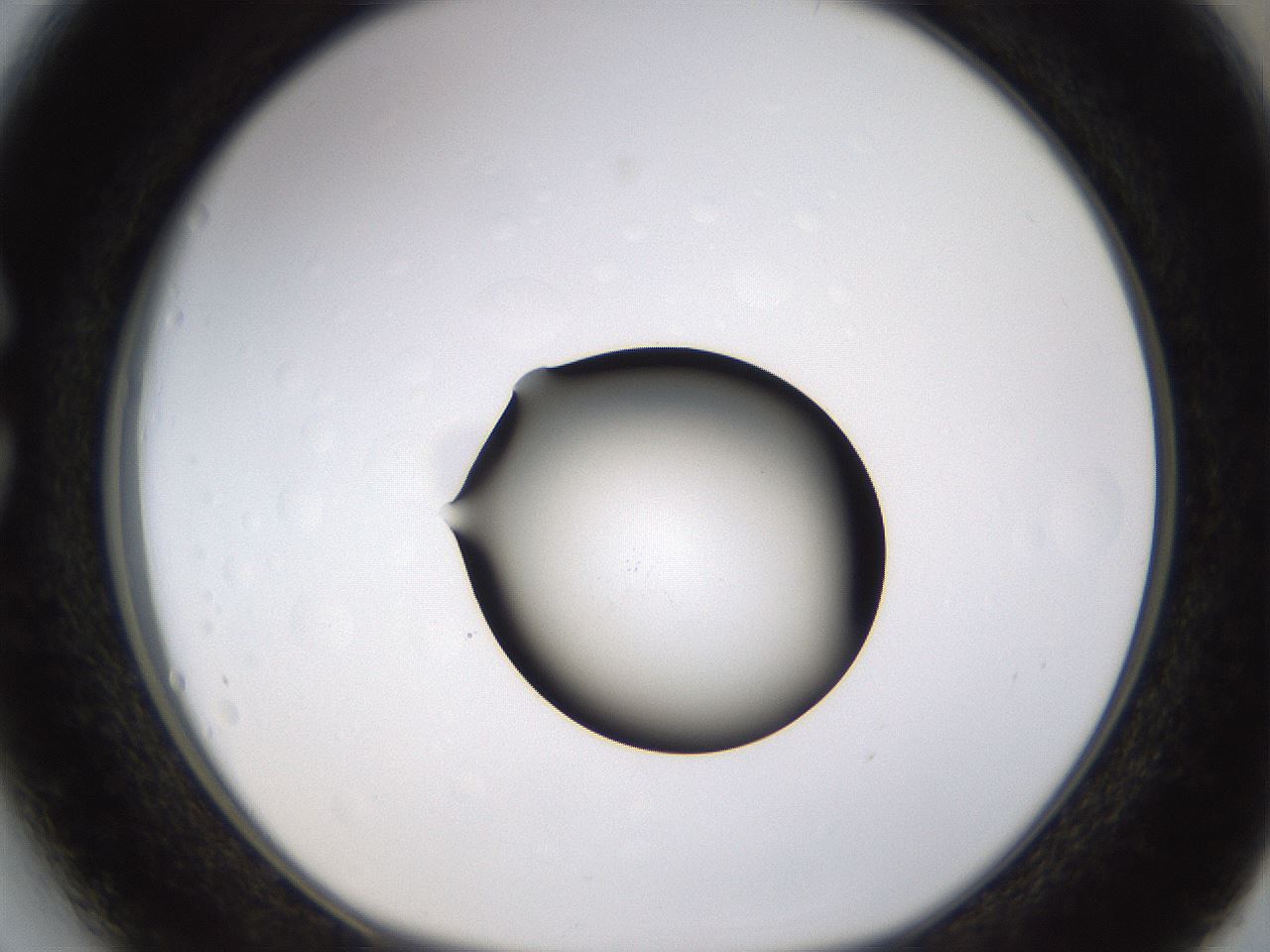 folderID399_plateID1399_batchID5060_wellNum27_profileID1_d1_r85868_ef.jpg