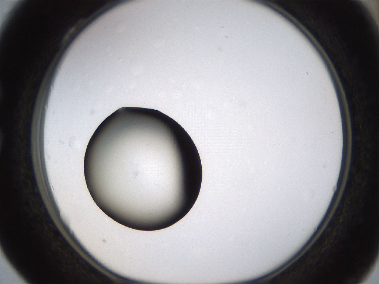 folderID399_plateID1399_batchID5060_wellNum28_profileID1_d1_r85869_ef.jpg
