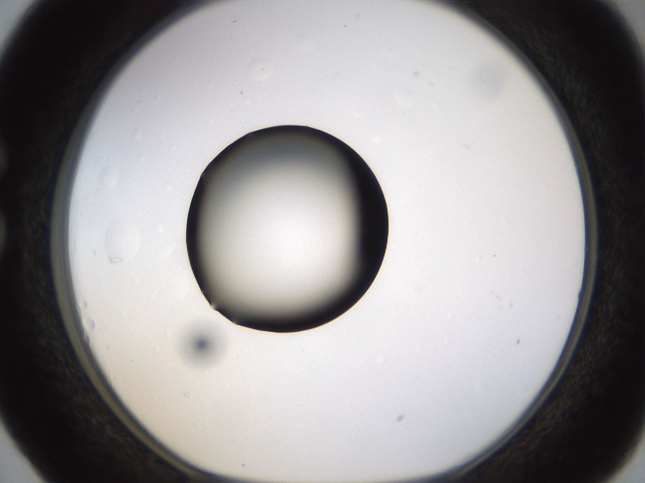 folderID399_plateID1399_batchID5060_wellNum29_profileID1_d1_r85870_ef.jpg