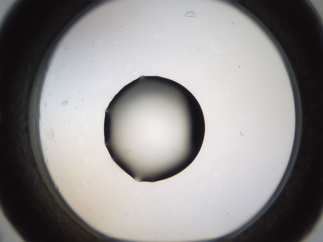 folderID399_plateID1399_batchID5060_wellNum31_profileID1_d1_r85872_ef.jpg