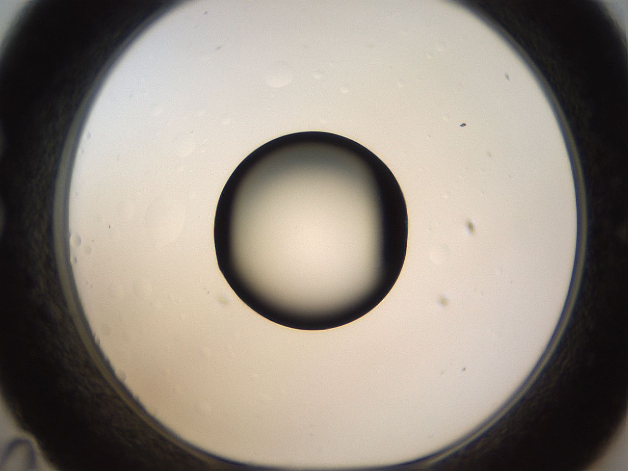 folderID399_plateID1399_batchID5060_wellNum35_profileID1_d1_r85876_ef.jpg