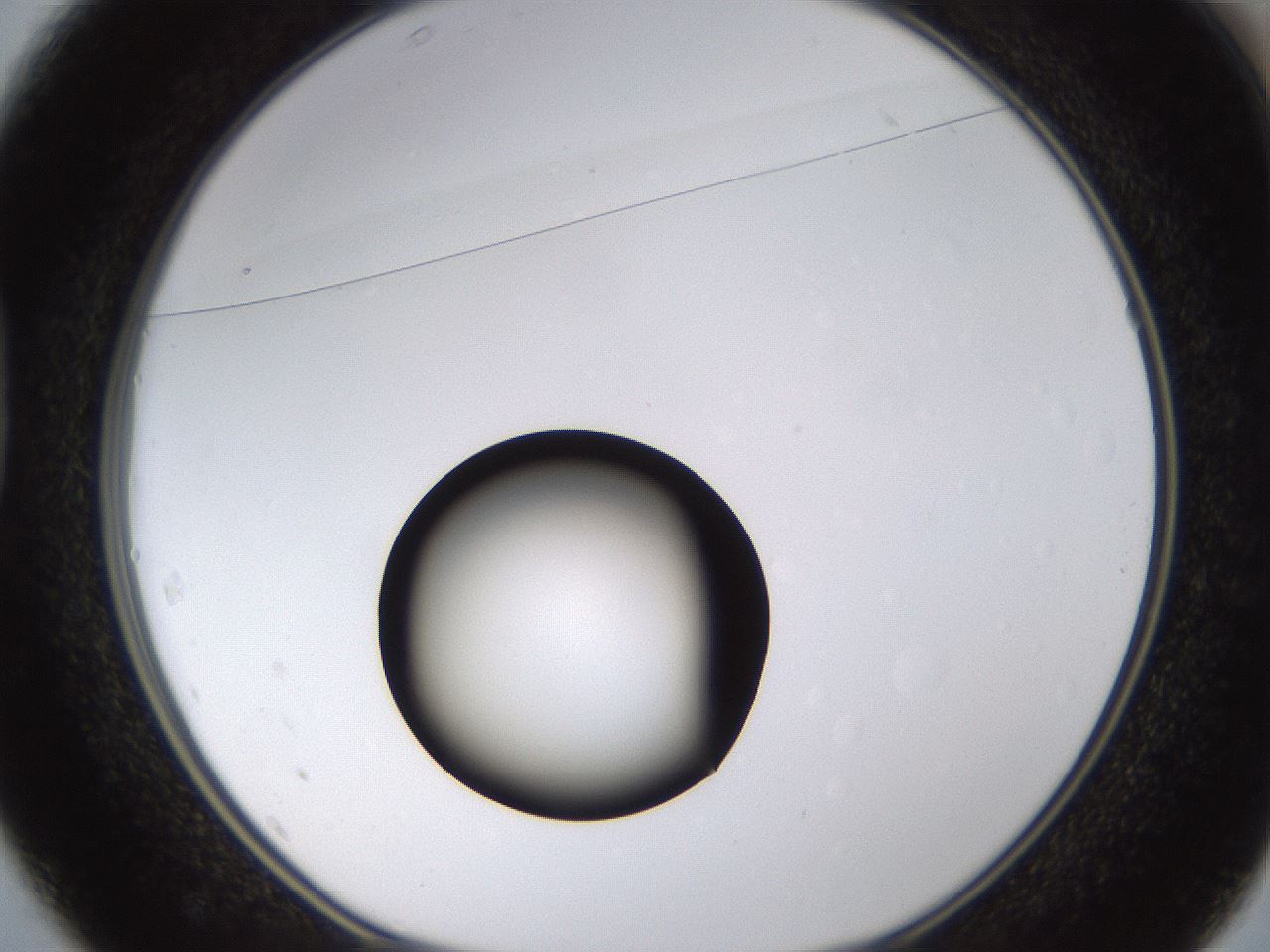 folderID399_plateID1399_batchID5060_wellNum37_profileID1_d1_r85878_ef.jpg