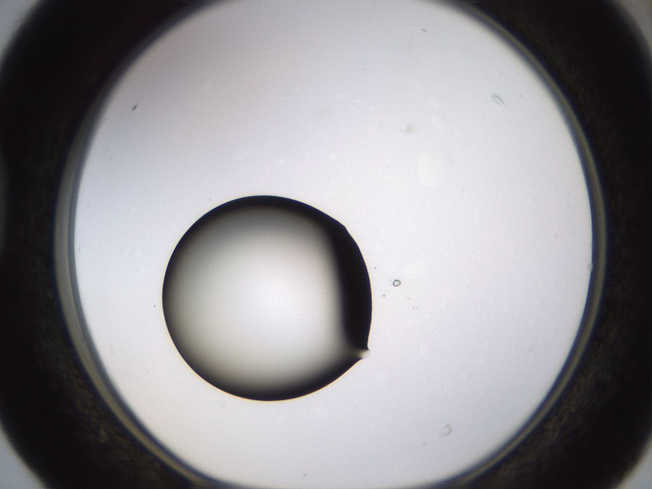 folderID399_plateID1399_batchID5060_wellNum40_profileID1_d1_r85881_ef.jpg