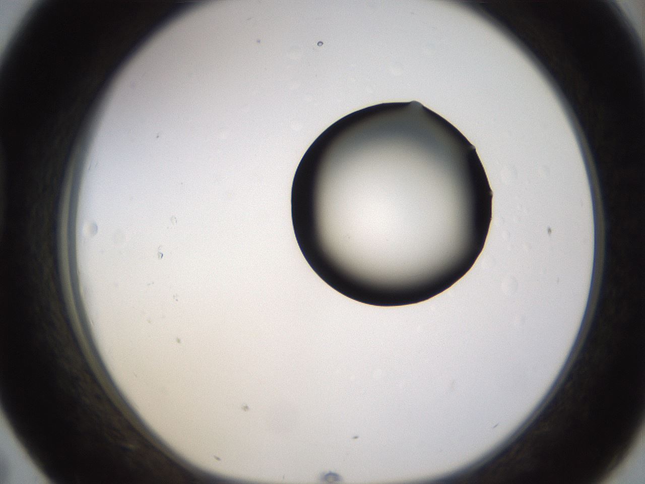 folderID399_plateID1399_batchID5060_wellNum43_profileID1_d1_r85884_ef.jpg