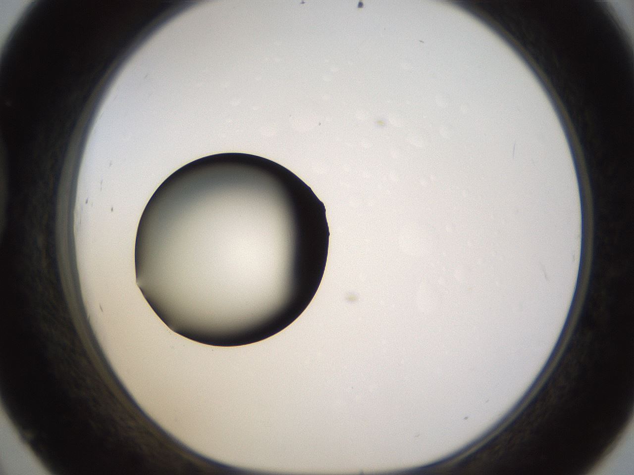 folderID399_plateID1399_batchID5060_wellNum45_profileID1_d1_r85886_ef.jpg