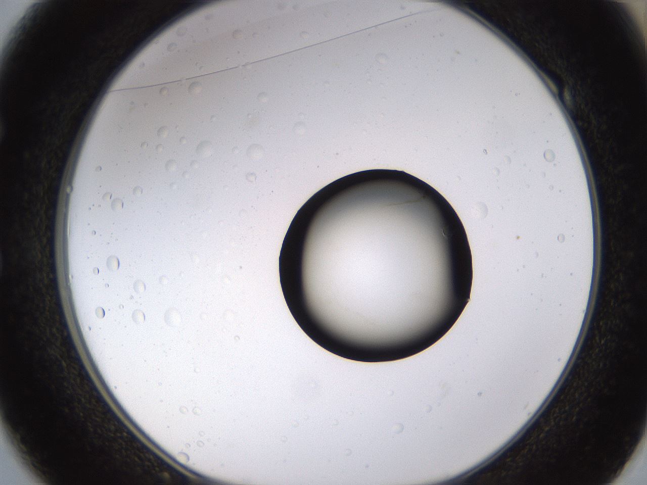 folderID399_plateID1399_batchID5060_wellNum49_profileID1_d1_r85890_ef.jpg