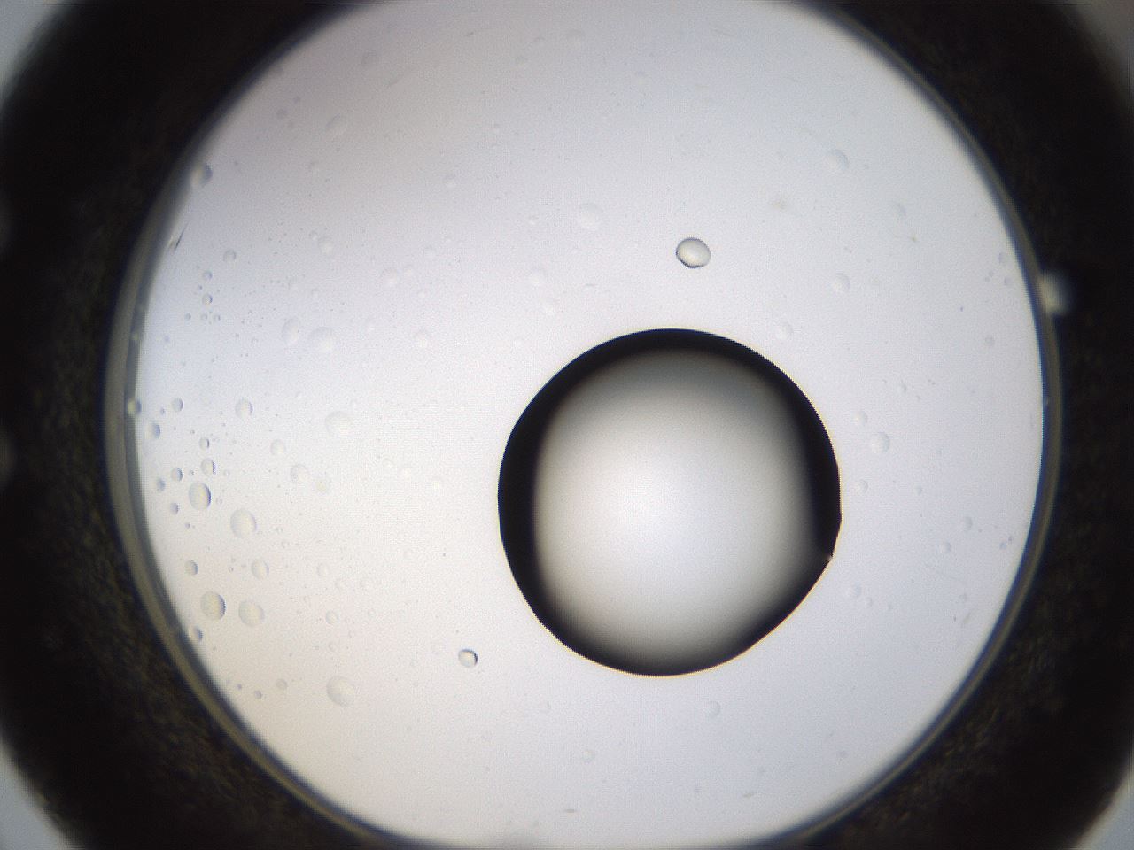 folderID399_plateID1399_batchID5060_wellNum51_profileID1_d1_r85892_ef.jpg