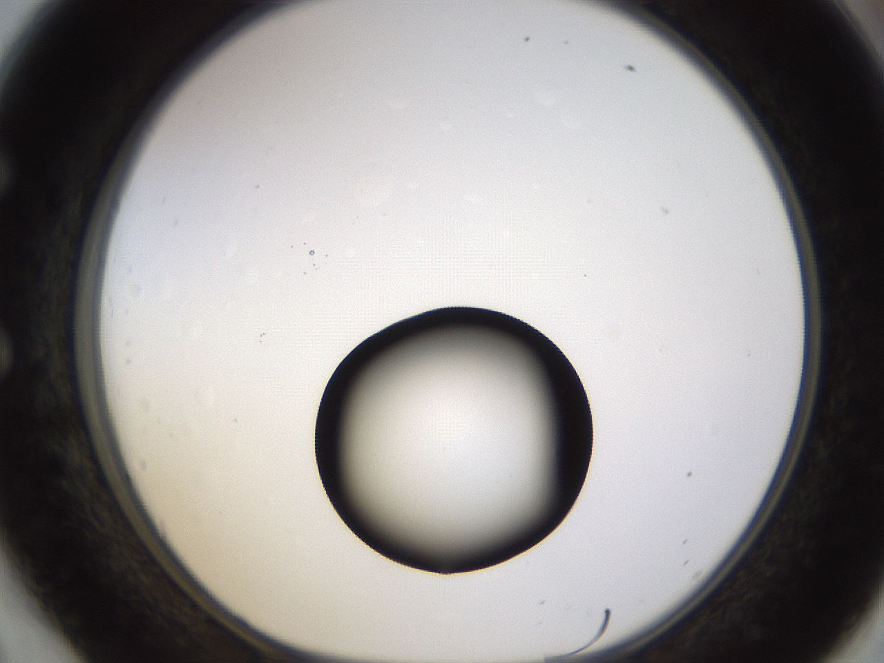 folderID399_plateID1399_batchID5060_wellNum54_profileID1_d1_r85895_ef.jpg