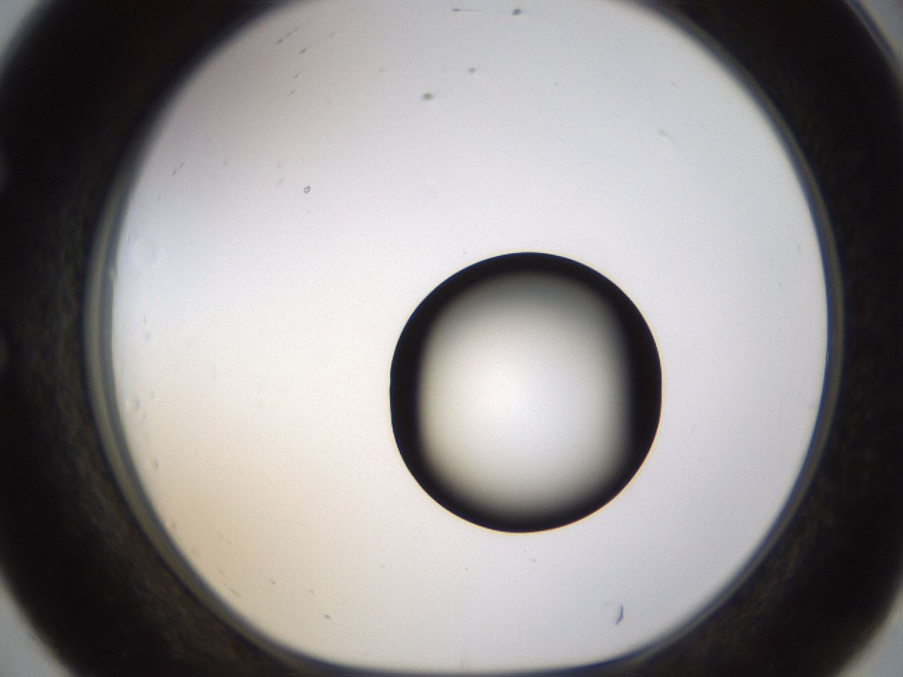 folderID399_plateID1399_batchID5060_wellNum56_profileID1_d1_r85897_ef.jpg