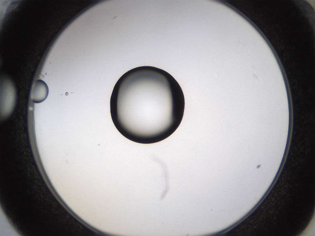 folderID399_plateID1399_batchID5060_wellNum61_profileID1_d1_r85902_ef.jpg