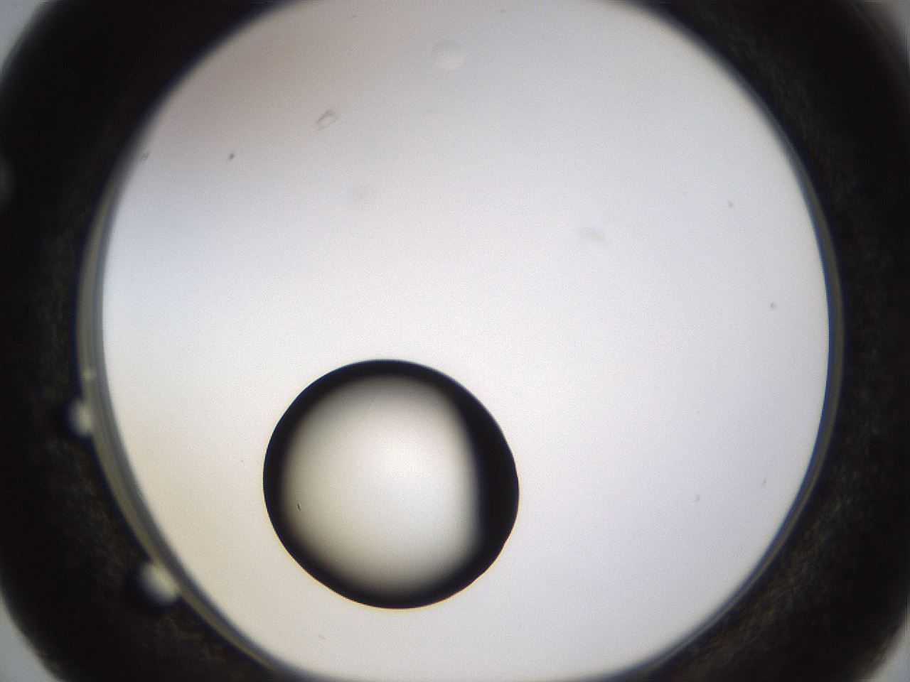 folderID399_plateID1399_batchID5060_wellNum63_profileID1_d1_r85904_ef.jpg