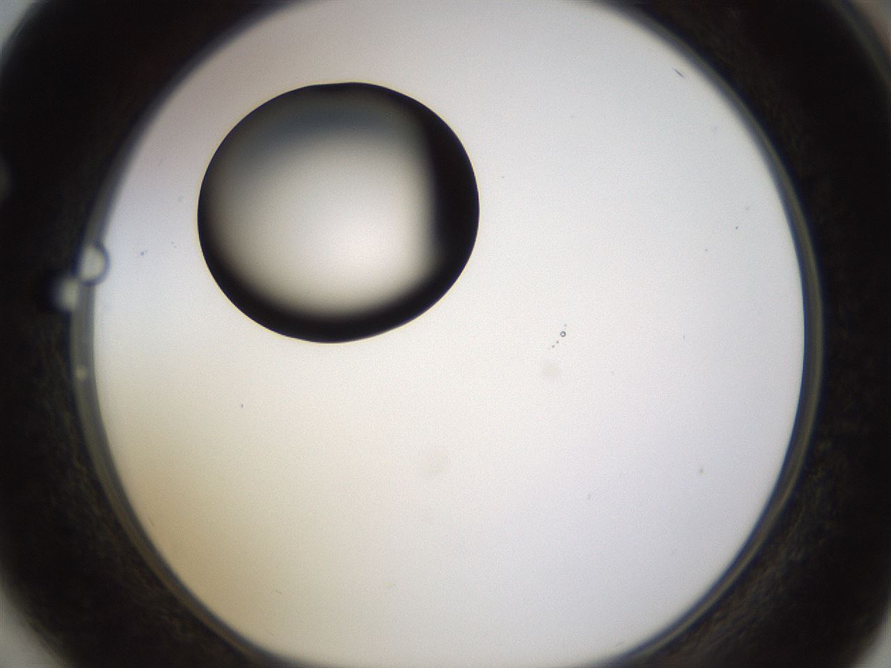 folderID399_plateID1399_batchID5060_wellNum64_profileID1_d1_r85905_ef.jpg